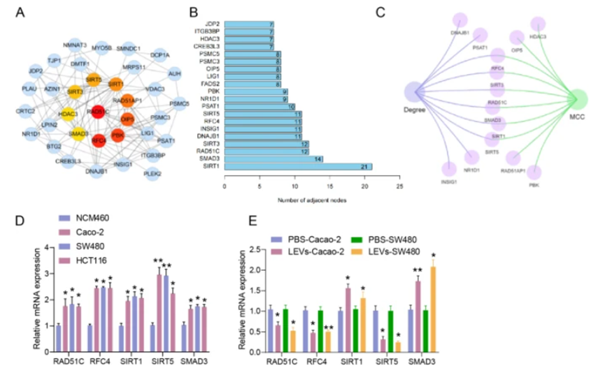图2. 通过LEV的生物信息学分析选择调节结直肠癌进展的目标基因——SIRT5