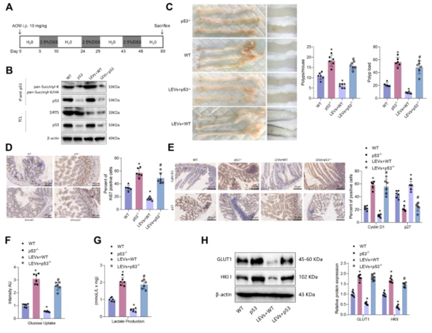 图3. LEV介导的SIRT5/p53轴调节影响肠上皮细胞的增殖和糖酵解，从而影响结肠肿瘤的形成